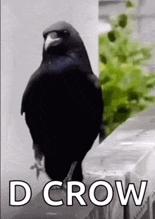 a black bird is standing on a ledge with the words `` d crow '' above it .