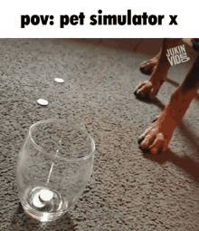 Pet Simulator X Pov GIF - Pet Simulator X Pov GIFs