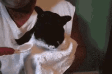 Puppy Eating Soup GIF - Soup Puppy French Bulldog GIFs