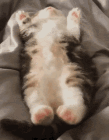 Cat Cute GIF - Cat Cute Sleepy GIFs