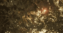Spend Some Time Wandering Around A Leafy Forest. GIF - Leaves Trees Sun GIFs