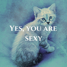 a picture of a kitten with the words " yes you are sexy " above it