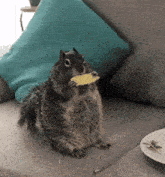 a squirrel sits on a couch eating a piece of cheese