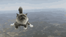 Flying Cat GIF - Buzzfeed Flying Cat GIFs