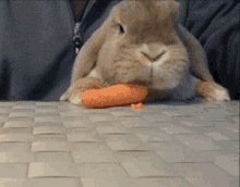 Rabbit Eating GIF - Rabbit Eating Carrot GIFs