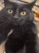 a black cat with yellow eyes is being held in someone 's hand .