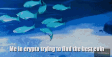 Crypto Coins GIF - Crypto Coins Fish GIFs