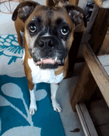 Boxer Dog GIF - Boxer Dog Face GIFs