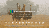 an advertisement for comparethemarket.com.au shows an ostrich running