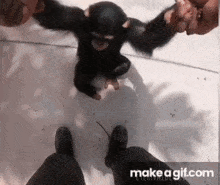 Monkey мавпа GIF - Monkey мавпа зроз GIFs