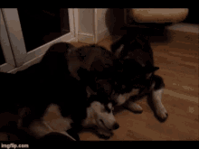 two husky dogs are kissing each other on the nose in a living room