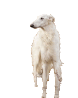 a white dog with a bandage on its leg is standing on a white background