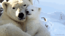 Funny Animals Polar Bear GIF - Funny Animals Polar Bear Hug GIFs