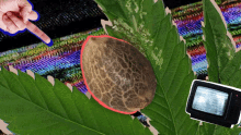 a hand pointing at a seed on a leaf
