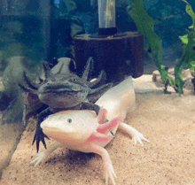 Axolotl GIF