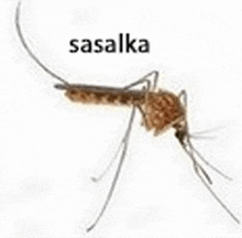a close up of a mosquito on a white background with the word sasalka written above it .