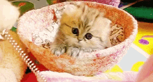 Cute Kitten GIF - Cute Kitten GIFs