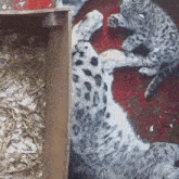 two leopard cubs laying on a red carpet