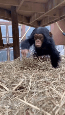 a chimpanzee is standing in a pile of hay and looking at the camera