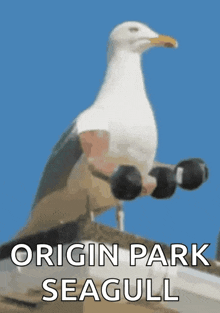 a seagull is holding a pair of dumbbells with the words origin park seagull on the bottom