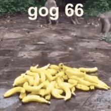 Gog Gog66 GIF - Gog Gog66 Gog Monkey GIFs