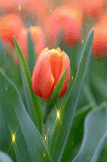 Orange Flowe Orangs GIF - Orange Flowe Orangs Orange Tulip GIFs