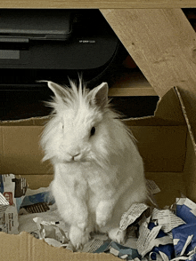 Bunny Lapin GIF - Bunny Lapin GIFs