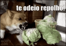 Cachorrolouco Odeiorepolho Bravo GIF - Mad Dog I Hate Cabbage Angry GIFs