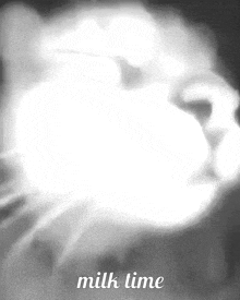 Milk Cat GIF - Milk Cat Vc GIFs