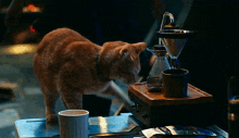 Goose Cat GIF - Goose Cat Tea GIFs