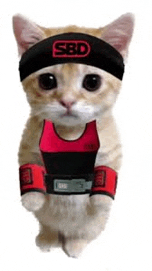 Sbd Cat Sbdcat GIF - Sbd Cat Sbdcat Sbd Cat Powerlifting GIFs