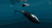 Orca Stingray GIF - Orca Stingray GIFs