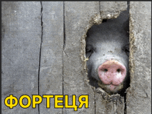 свинья свиня GIF