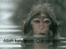 Komik Maymun GIF - Komik Maymun Cool Monkey GIFs