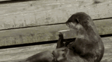 My Pet Rock GIF - Otters River Otters Play GIFs