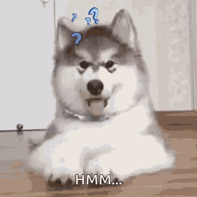 Confused Huh GIF - Confused Huh What GIFs