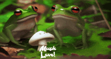 Frogs Hanging GIF - Frogs Hanging Woods GIFs