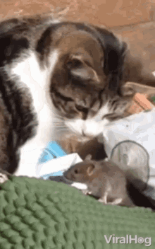 Cat And Mouse Interspecies GIF - Cat And Mouse Interspecies Dont Hurt Me GIFs