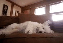 Exhausted Rescuedog GIF - Exhausted Rescuedog Legdayarmdaytotalbodyday GIFs