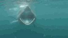 Baskin Shark3 GIF - Baskin Shark3 GIFs