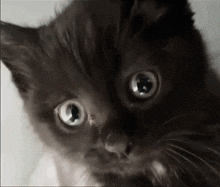 a close up of a black kitten 's face with a white background