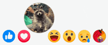 Reaction Raccoon GIF - Reaction Raccoon Popcorn GIFs
