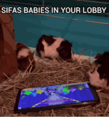 Babies Sifas Pro GIF
