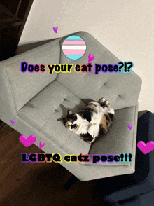 a cat laying on a couch with the words does your cat pose