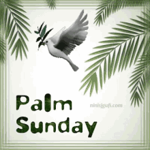 Palm Sunday Dove GIF - Palm Sunday Dove Pigeon GIFs