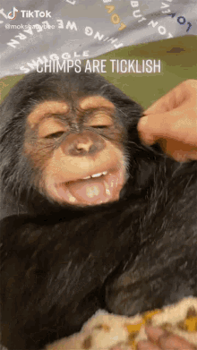 Chimps Tickle GIF - Chimps Tickle Having Fun GIFs
