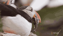 Meal National Geographic GIF - Meal National Geographic Nat Geo Wild GIFs