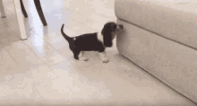 Dog Puppy GIF - Dog Puppy Fall GIFs