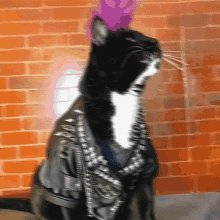 My Cats Out Late Tonight Gone Some Knight Rave In Town Party Animal Lol Hard Core GIF