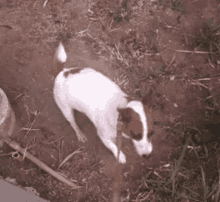 Digging Dog GIF - Digging Dog Cute GIFs